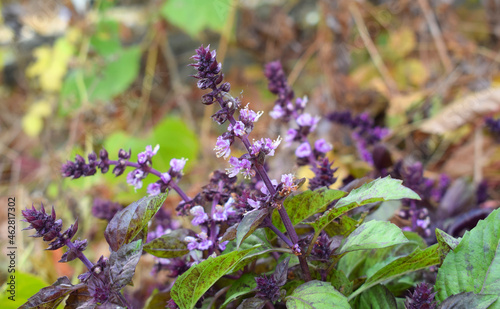 Ocimum. Sprigs of blooming basil with purple flowers in the vegetable garden. Selective focus. Aromatic herbs. 