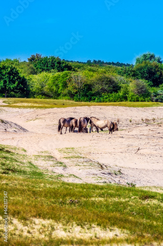 Netherlands, Zeeland, Oostkapelle, wild horses grazing in wildlife reserve photo