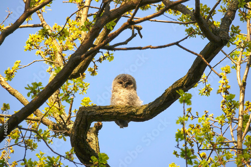 Germany, Low angle view of owlet perching on tree branch in spring photo