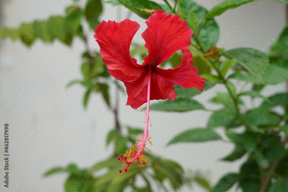 Hibiscus rosa-sinensis flower also called sadabahar Hibiscus rosa-sinensis flower also called sadabahar