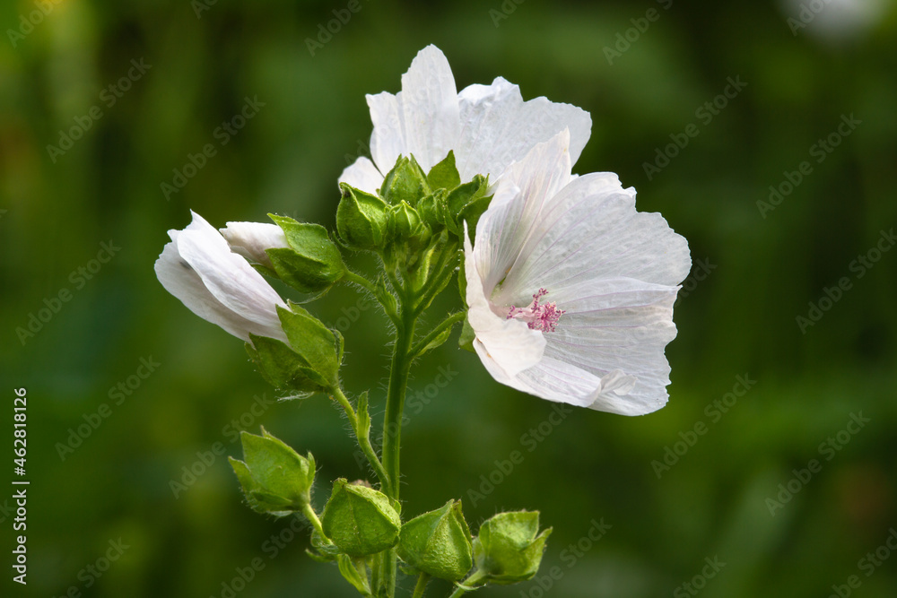 white flowers of musk mallow - obrazy, fototapety, plakaty 