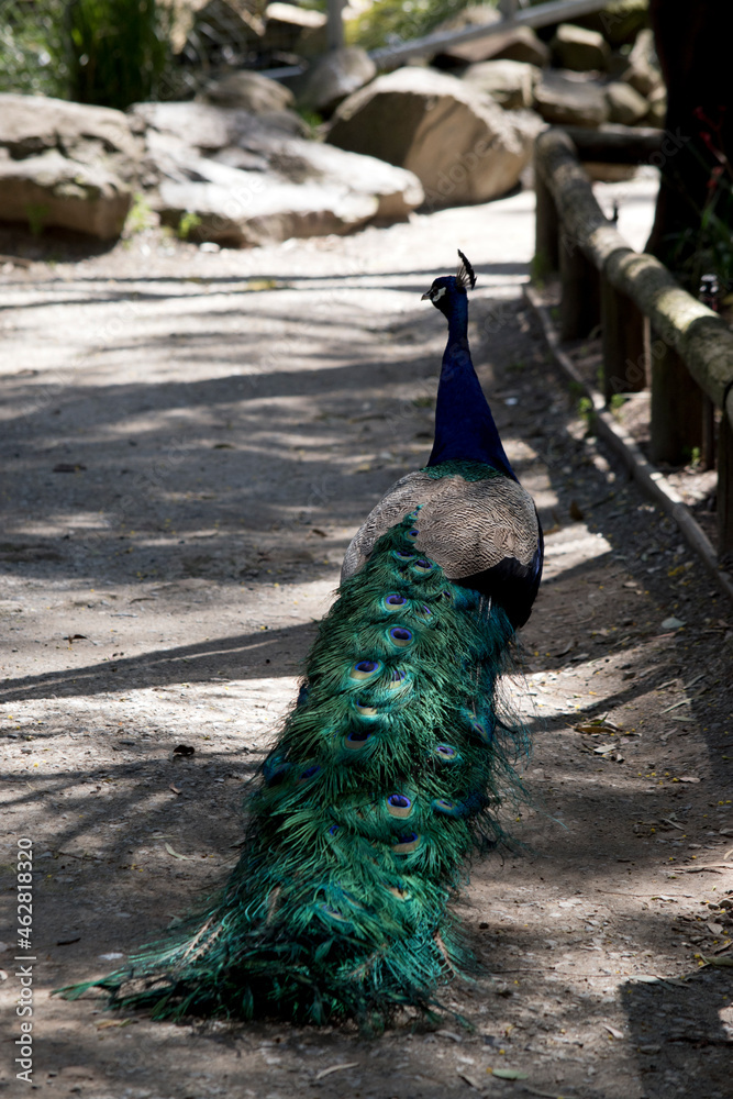 Obraz premium the male peacock has a long colorful tail