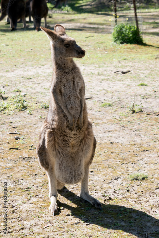 the western grey kangaroo is standing in the middle of a field the western grey kangaroo is standing in the middle of a field