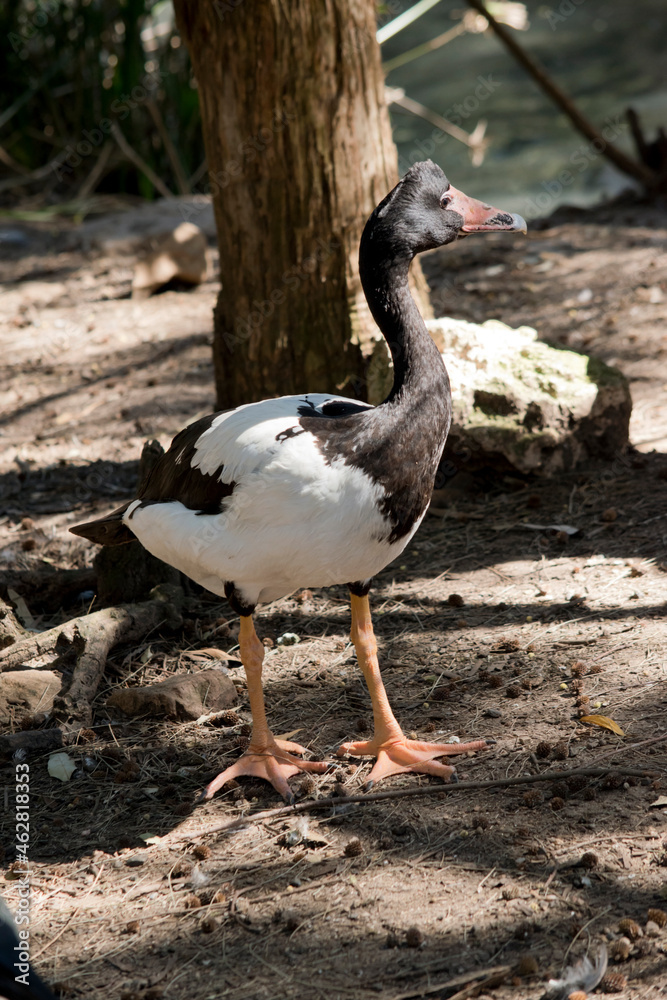 the magpie goose is a black and white goose the magpie goose is a black and white goose