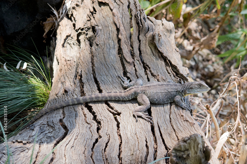 Obraz premium the water dragon lizard is on a log
