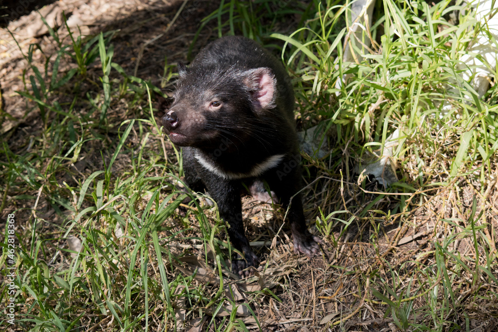 the Tasmanian Devil is hiding in the tall grass the Tasmanian Devil is hiding in the tall grass