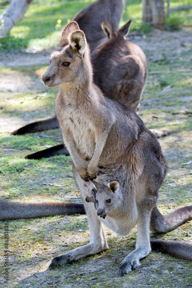 the western grey kangaroo has a joey in her pouch the western grey kangaroo has a joey in her pouch