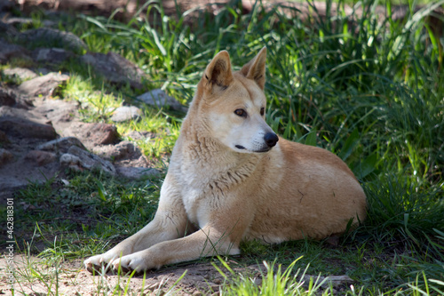 the golden dingo is an Australian wild dog