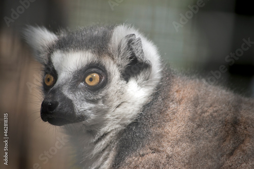 the ring tailed lemur have a black snout white face and ears and brown on their body