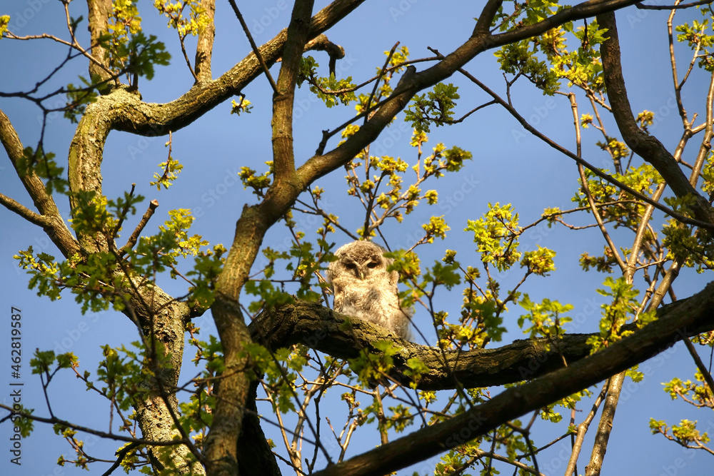 Germany, Low angle view of owlet perching on tree branch in spring Germany, Low angle view of owlet perching on tree branch in spring