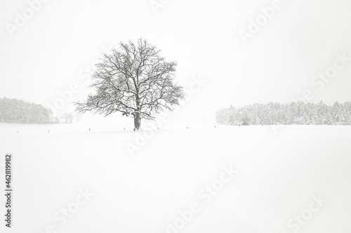 Winter landscape with single tree
