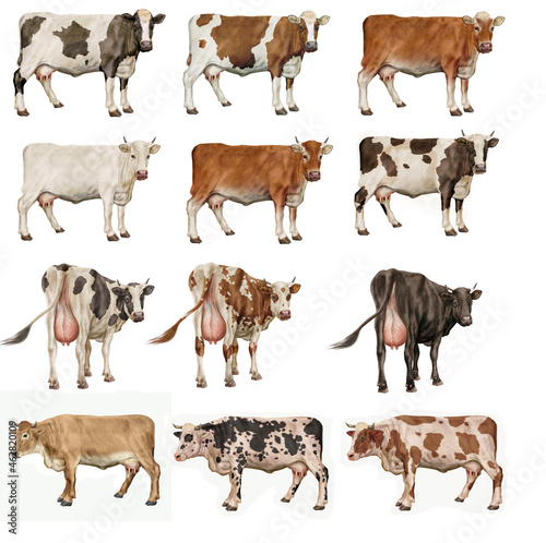 vache laitière, bétail, ferme, animal, mollet, position, gazon, agriculture, blanc, champ, alpage, nature, prairie, boeuf, brun, exploitation laitière, isolé, troupeau, taureau, vert, debout, mammifèr