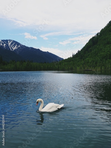 Fototapeta Naklejka Na Ścianę i Meble -  swans on lake