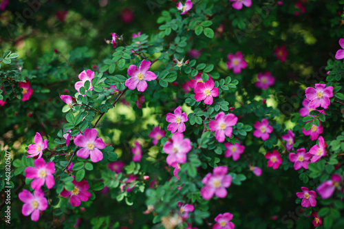 Wild rose (Rugosa Rose rubra)