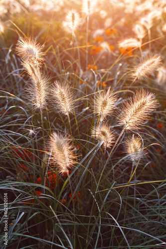 Close-up of beautiful feathertop grass in warm evening sunshine. Pennisetum Villosum