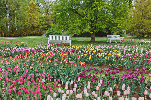 Calm and nice place to rest and enjoy colorful tulips blooming in a botanical garden