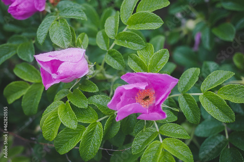 Wild rose (Rugosa Rose rubra) after rain covered with water drops. A bug inside a flower