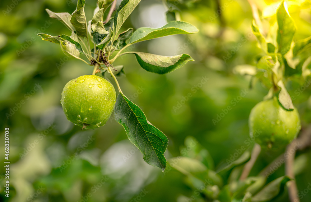 Beautiful apple tree on the peaceful garden