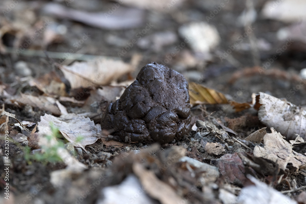 Wild boar pig poo in the forest Stock Photo Adobe Stock