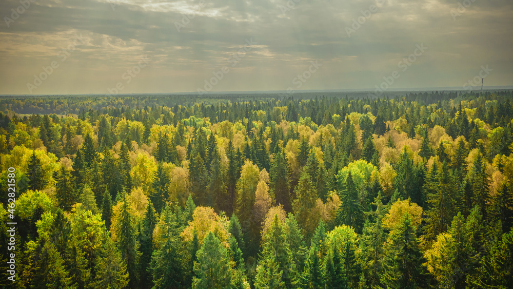 mixed forest near Moscow in September