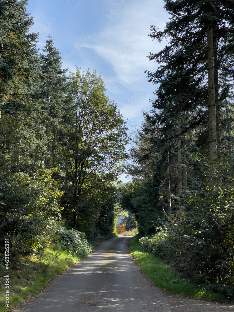 Naklejka premium Schmale geteerte Straße durch einen kleinen Wald im Herbst