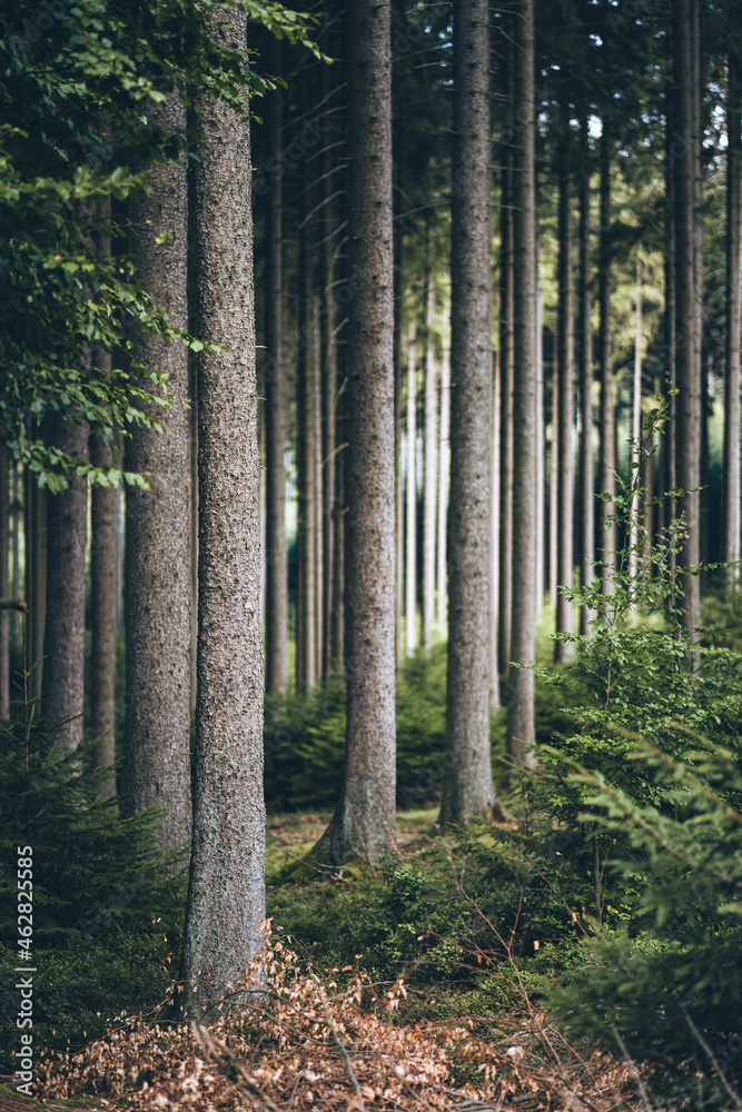 eng aneinander stehende Bäume in einem mystischem Wald eng aneinander stehende Bäume in einem mystischem Wald