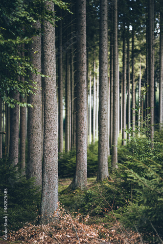 eng aneinander stehende Bäume in einem mystischem Wald