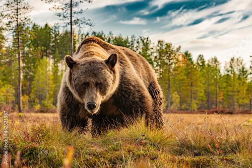 brown bear in the wild photo