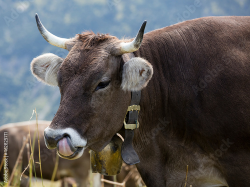 Germany, Allgaeu, brown cattle, bull with bell photo