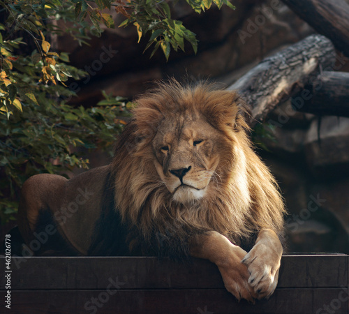 Fototapeta Naklejka Na Ścianę i Meble -  A beautiful portrait of a majestic lion against the background of mountains, logs. Lion in the zoo.
