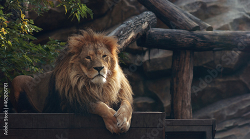 Foto A beautiful portrait of a majestic lion against the background of mountains, logs