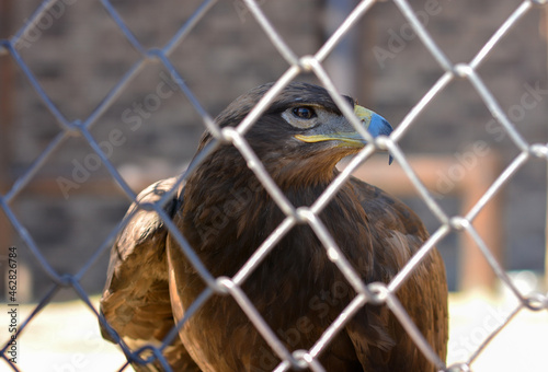 Close-up of an eagle looking through a mesh fence. The eagle is a dangerous bird, a predator with a large beak