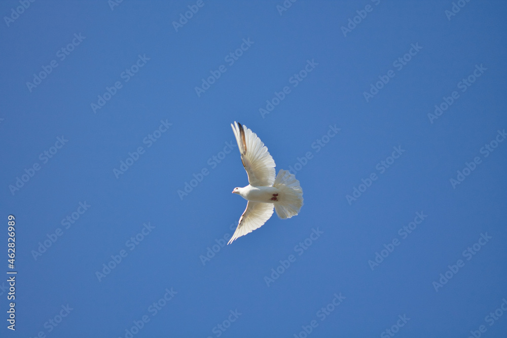 white dove in flight against a blue sky white dove in flight against a blue sky