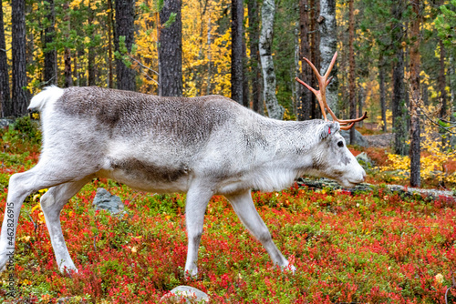 Lapland reindeer in the boreal forest