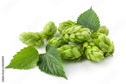 Pile of hop cone with leaves on white background. Hop ingredient for brewing beer.