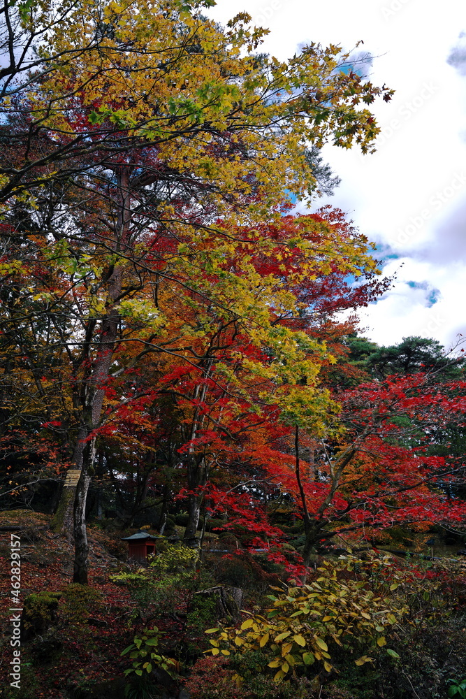 Naklejka premium 秋空に映える紅葉