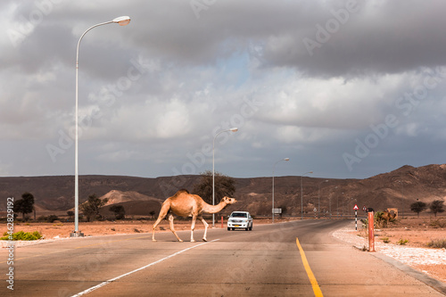 Sultanate Of Oman, A camel is crossing a road photo
