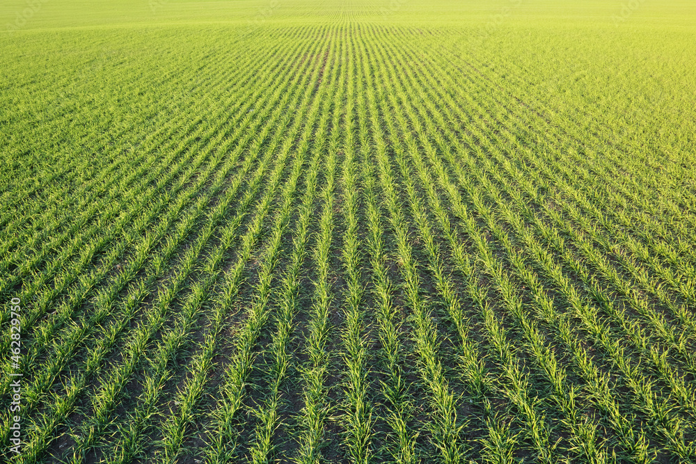 Rows of young healthy grain winter crops in agricultural fields. Rows of young healthy grain winter crops in agricultural fields.