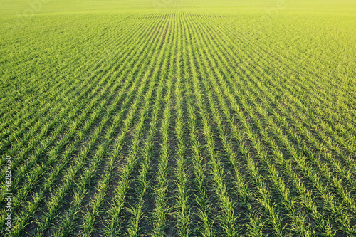Rows of young healthy grain winter crops in agricultural fields.