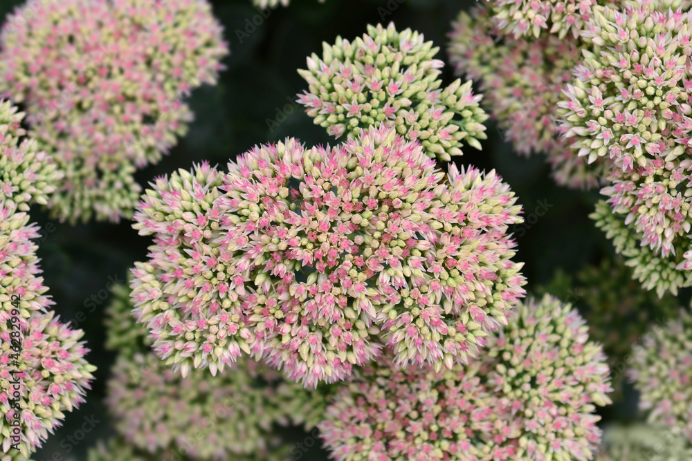 Stonecrop Herbstfreude Stonecrop Herbstfreude