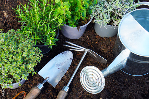 Gartenkräuter pflanzen