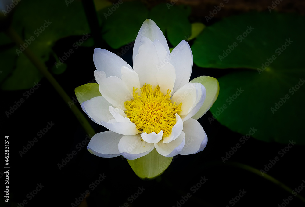 Close-up of flower against dark background Close-up of flower against dark background