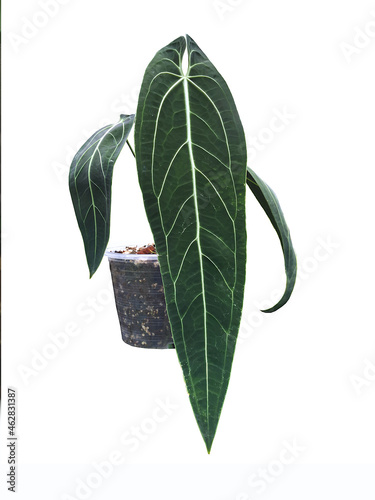 Spear shaped long leaves, Anthurium warocqueanum (Queen Anthurium) plant in pot, Tropical houseplant, on white background.