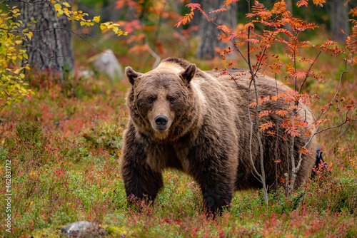 Wild bear in the woods photo
