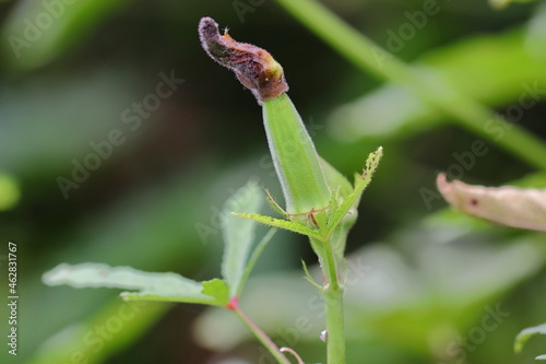 organic hybrid thai variety okra fruit or raw okra vegetable grows on the okra plant in the ladyfinger field