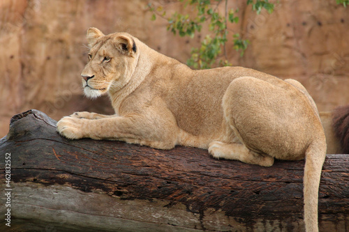 lioness in a zzo in france 