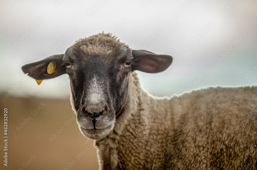 Happy sheep at summer sunset
