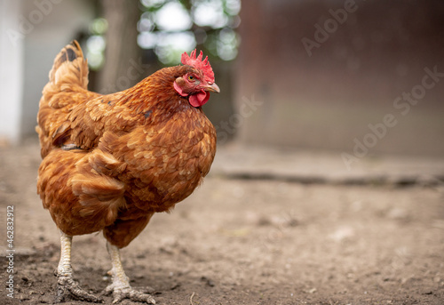 Happy chicken on the farm