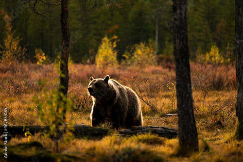 Brown bear at sunset
