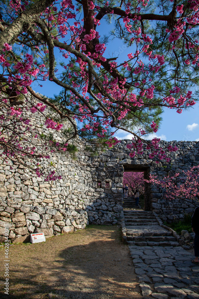 Fototapeta premium cherry blossom in the park